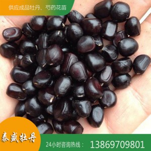 菏泽牡丹 牡丹种子 观赏牡丹花种子 油用牡丹籽批发价格