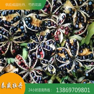 菏泽牡丹籽 牡丹种子 观赏牡丹种子批发价格 量大优惠