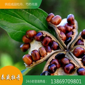 菏泽牡丹籽 牡丹种子 观赏牡丹种子批发价格 量大优惠