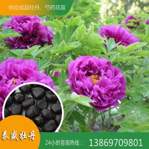 菏泽牡丹种子 牡丹籽 洛阳牡丹种子 重瓣牡丹种子批发