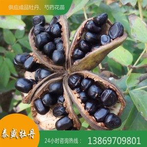 菏泽牡丹种子 牡丹籽 洛阳牡丹种子 重瓣牡丹种子批发