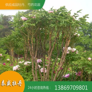 菏泽牡丹基地直发牡丹树 精品观赏牡丹树 百年牡丹树