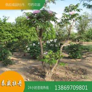 观赏牡丹树 牡丹树苗批发 牡丹树培育种植基地 泰盛牡丹