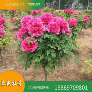 观赏牡丹树 牡丹树苗批发 牡丹树培育种植基地 泰盛牡丹