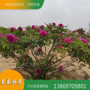 菏泽牡丹古树 百年牡丹树种植 泰盛牡丹常年供应各种观赏牡丹 牡丹树 牡丹苗