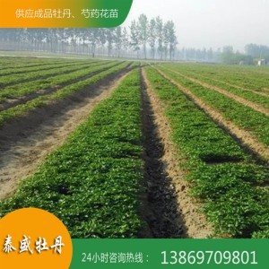 菏泽牡丹种植基地现货直销油用牡丹 观赏牡丹小苗 占地牡丹苗 量大从优