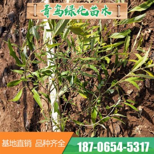 金叶莸销售 金叶莸批发 金叶莸价格 金叶莸种植基地