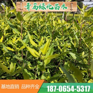 金叶莸销售 金叶莸批发 金叶莸价格 金叶莸种植基地