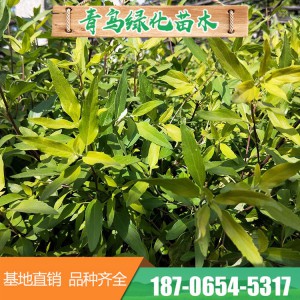 金叶莸销售 金叶莸批发 金叶莸价格 金叶莸种植基地