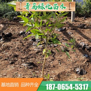 金叶莸销售 金叶莸批发 金叶莸价格 金叶莸种植基地