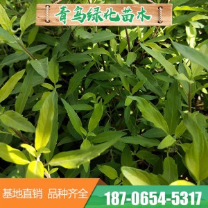 金叶莸销售 金叶莸批发 金叶莸价格 金叶莸种植基地