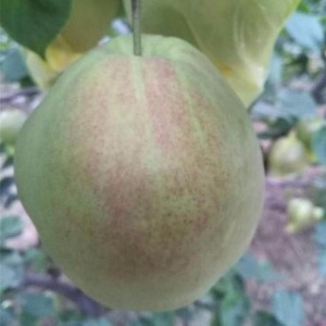 梨树苗基地 植株健壮梨树苗 梨树苗基地 出售苏脆一号梨树苗