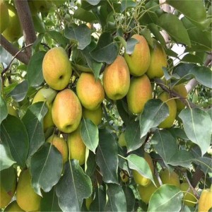 早酥红梨苗价格 基地出售梨树苗 梨树苗基地 自产自销梨树苗