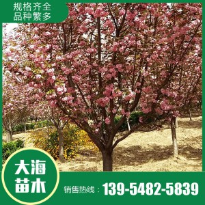 樱花报价 樱花树苗 樱花苗木基地 大海苗木批发樱花