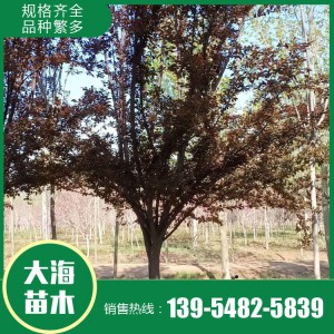 红叶李批发 红叶李销售 红叶李苗价格 树形优美