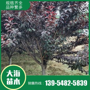 红叶李批发 红叶李销售 红叶李苗价格 树形优美