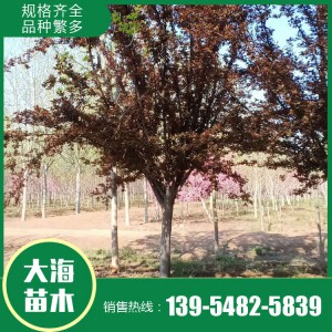 红叶李批发 红叶李销售 红叶李苗价格 树形优美