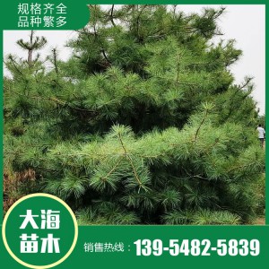 优质华山松批发 存活率高 华山松基地直发 量大从优 泰安大海苗木