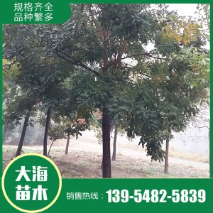 基地供应国槐 国槐树现货销售 国槐好货源 量大从优 价格实惠