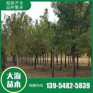基地供应国槐 国槐树现货销售 国槐好货源 量大从优 价格实惠