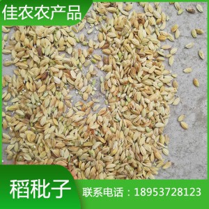 山东稻秕子 瘪稻 稻壳谷秕子 瘪谷批发