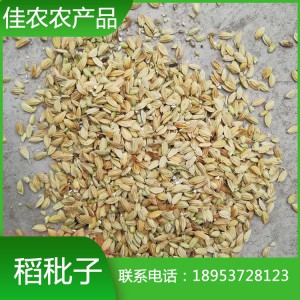 山东稻秕子 瘪稻 稻壳谷秕子 瘪谷批发