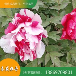 观赏牡丹销售 观赏牡丹苗 菏泽牡丹 精品牡丹种植基地