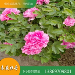 观赏牡丹种植 观赏牡丹基地 精品牡丹种植基地 牡丹苗