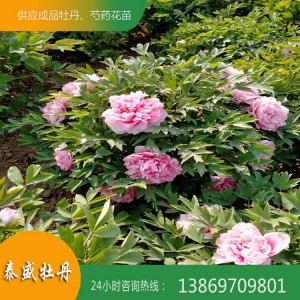 观赏牡丹种植 观赏牡丹基地 精品牡丹种植基地 牡丹苗