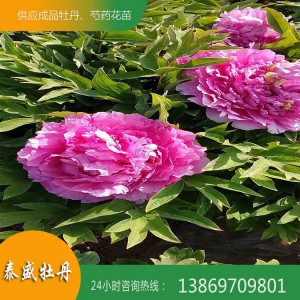 观赏牡丹种植 观赏牡丹基地 精品牡丹种植基地 牡丹苗