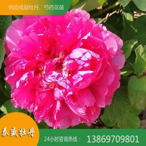 观赏牡丹种植 观赏牡丹基地 精品牡丹种植基地 牡丹苗