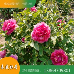 观赏牡丹种植 观赏牡丹基地 精品牡丹种植基地 牡丹苗