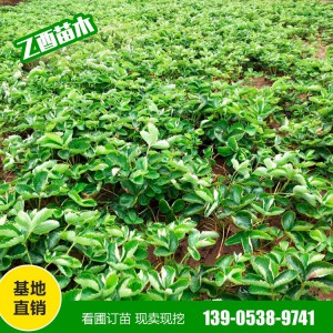 草莓苗销售基地 山东草莓苗种植基地 脱毒草莓苗批发