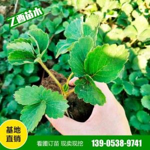 草莓苗销售基地 山东草莓苗种植基地 脱毒草莓苗批发