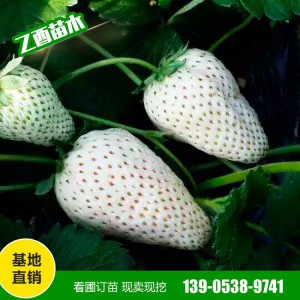 山东草莓苗种植批发基地 各种品种草莓苗批发 莓十三莓十六等型号草莓苗批发