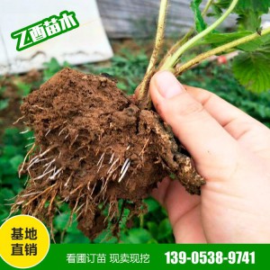 草莓苗销售基地 山东草莓苗种植基地 脱毒草莓苗批发