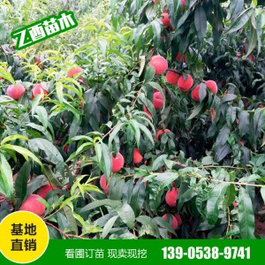 山东桃树苗种植基地 桃树苗批发销售 黄桃树苗批发
