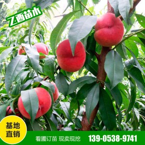 山东桃树苗种植基地 桃树苗批发销售 黄桃树苗批发