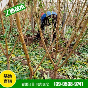 山东桃树苗种植基地 桃树苗批发销售 黄桃树苗批发
