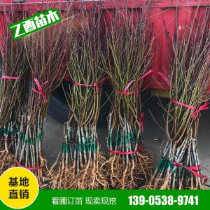 山东桃树苗种植基地 桃树苗批发销售 黄桃树苗批发
