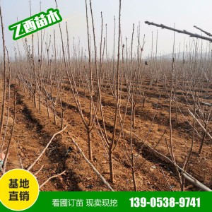 山东樱桃树种植基地 樱桃树苗供应 樱桃树苗销售