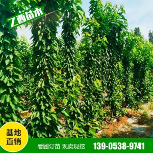山东樱桃树种植基地 樱桃树苗供应 樱桃树苗销售