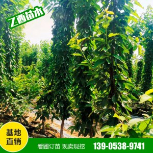 山东樱桃树种植基地 樱桃树苗供应 樱桃树苗销售