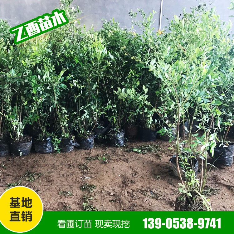 山东蓝莓苗批发基地 蓝莓苗销售 薄雾蓝莓苗种植基地