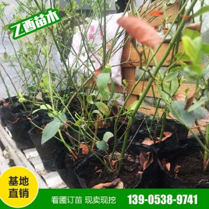 山东蓝莓苗批发基地 蓝莓苗销售 薄雾蓝莓苗种植基地