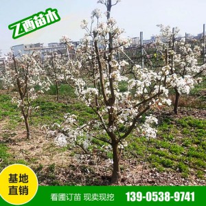 全国梨树苗批发种植基地 鸭梨树苗批发销售 秋月梨树苗批发