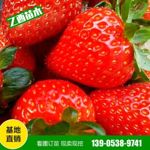 山东草莓苗种植批发基地 各种品种草莓苗批发 莓十三莓十六等型号草莓苗批发