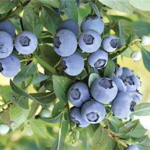 直销蓝莓树苗 基地供应布里吉塔蓝莓苗 品种蓝莓树苗 果肉饱满蓝莓苗