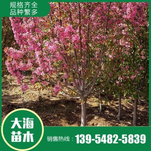 绚丽海棠种植基地 绿化用海棠 绚丽海棠销售