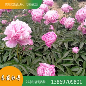 菏泽芍药种植基地 供应出售精品观赏芍药 芍药苗批发价格